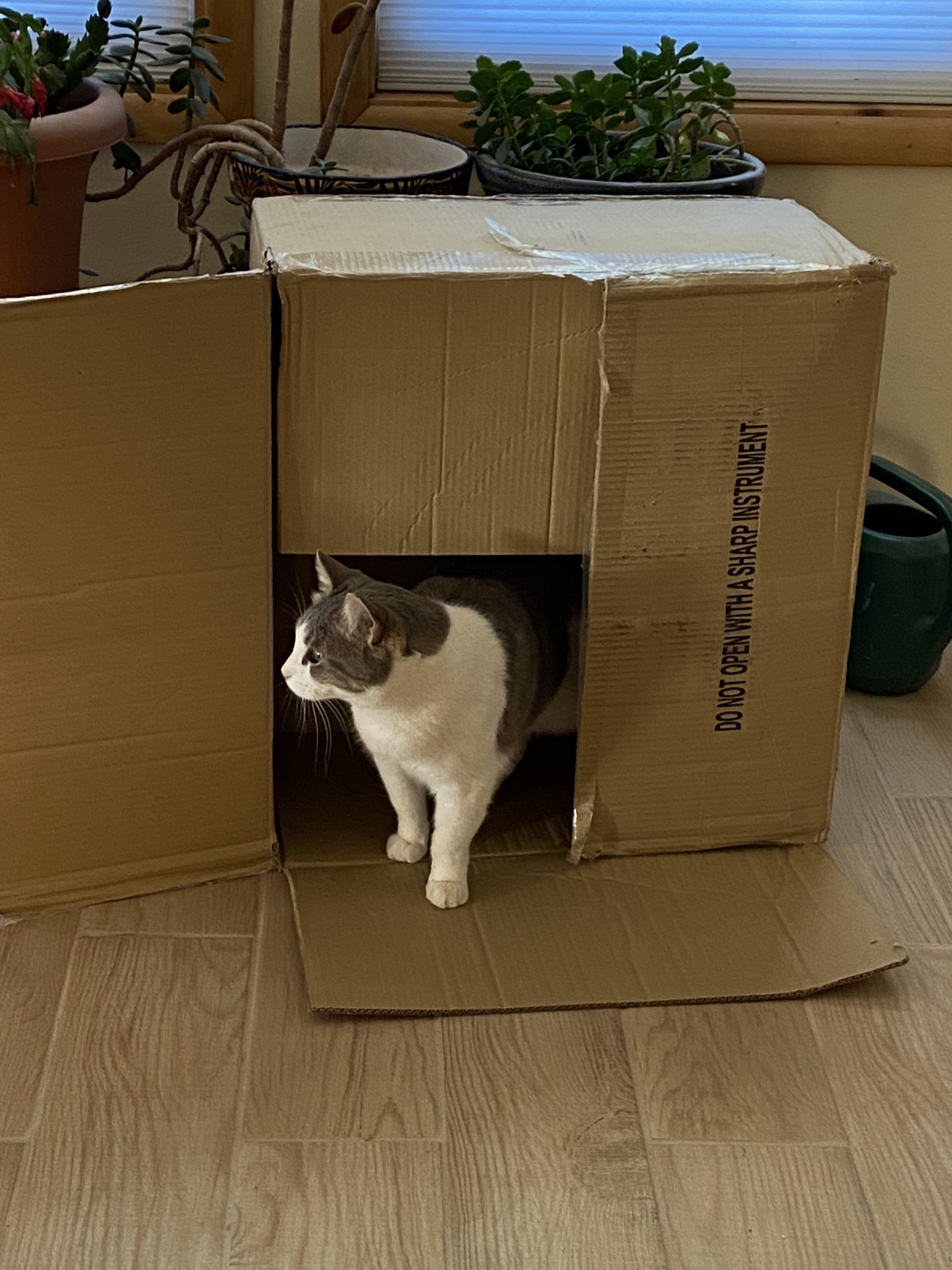 Read more about the article Cat in a box