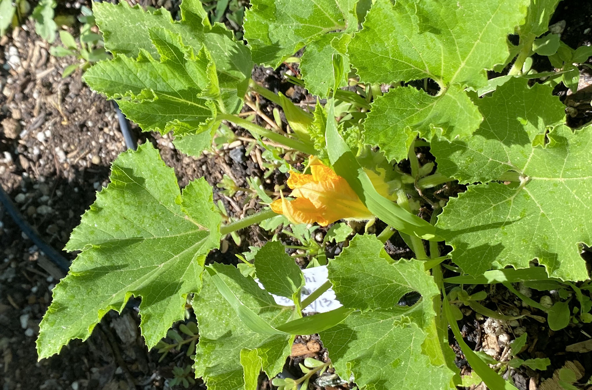 squash plant